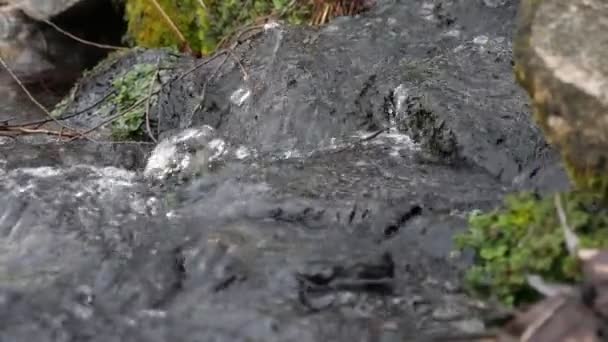 Ruisseau Montagne Transparent Précipitant Rapidement Dans Vieux Bois Avec Des — Video