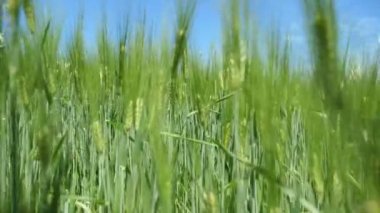 Yazın güneşli bir günde, güneşli bir günde rüzgarın estiği yeşil buğday tarlasına iyimser bir şekilde yaklaşan yeşil buğday bölgesi. Yazın mavi gökyüzü ile güneşli bir günde, bahar rüzgarının esintileri altında sallanan baharatlar. Neşeli ve güzel görünüyor..