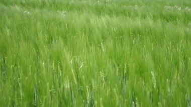 Yazın güneşli bir günde, yeşil buğday tarlası rüzgarları altında dalgalanan yeşil buğday tarlaları güneşli bir yaz gününde, pek çok sivri uçlu rüzgar altında dalgalanan yeşil buğday tarlaları. İlham verici ve iyi görünüyor..