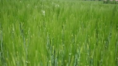 Güneşli bir günde, çimenlerin yeşil sivri uçlu dalları güneşli bir yaz gününde rüzgarın esintileri altında neşeyle el sallıyor. Biraz ilham verici ve büyülü görünüyor..