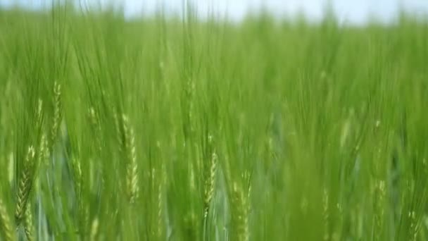 Espigas Jugosas Hierba Campo Bailando Retozando Con Viento Día Soleado — Vídeo de stock