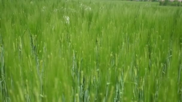 Espiguillas Verdes Hierba Campo Ondeando Bajo Ráfagas Viento Día Soleado — Vídeo de stock