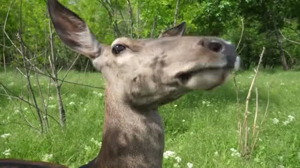 Cinzento Marrom Corça Veado Está Olhando Torno Gramado Verde Verão — Vídeo de Stock