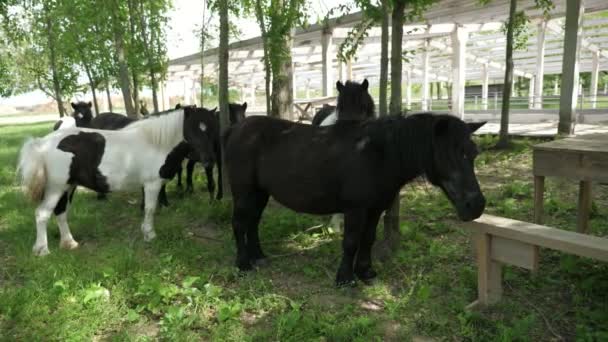 Několik Poníků Kteří Stojí Spolu Odlétají Ocasy Krásný Pohled Stádo — Stock video