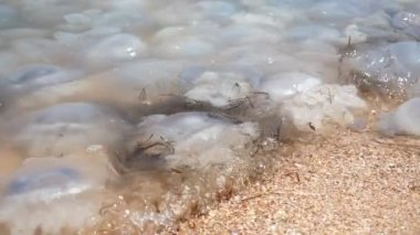 Güneşli bir günde sığ Karadeniz dalgalarında sallanan pek çok ölü deniz jölesi, güneşli bir yaz gününde sığ Karadeniz sularında yüzen düzinelerce deniz jölesinin şok edici görüntüsü. Tatsız ve tehlikeli görünüyorlar. 
