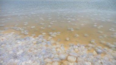 Güneşli bir günde, Karadeniz 'in sarımsı sularında sallanan keskin ve ölü ısırgan balıkları güneşli bir yaz gününde sığ Karadeniz sularında sallanan yüzlerce ölü denizanasının iğrenç manzarası. Ürkütücü görünüyorlar..