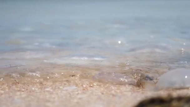 Viele Gelee Fische Sauberen Gewässern Der Schwarzmeerküste Einem Sonnigen Tag — Stockvideo