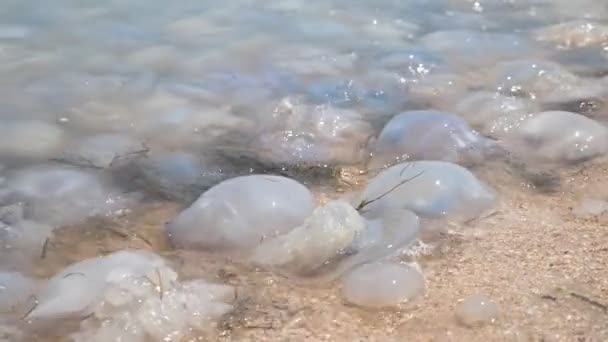 Dozens Dead Jelly Fishes Rolling Shallow Black Sea Waters Summer — Stock Video