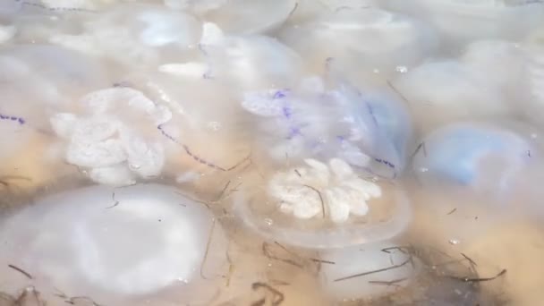 Algues Avec Gelées Mer Morte Flottant Dans Les Vagues Transparentes — Video