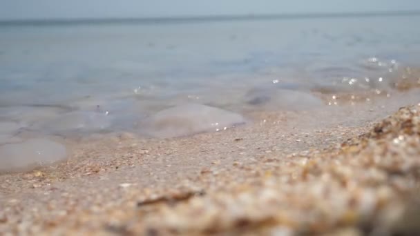 晴れた日に黒海沿岸の潮の干満した海域での陽気なゼリー魚夏の晴れた日に黒海沿岸の潮の干満と輝く波に多くのシースルーのメドウサのリラックスビュー 彼らは幸せに見える砂浜に転がる — ストック動画