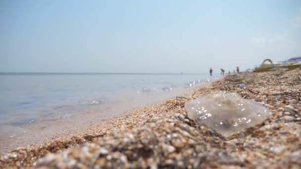 Gelée Solitaire Sur Côte Mer Noire Cailloux Avec Des Gens — Video