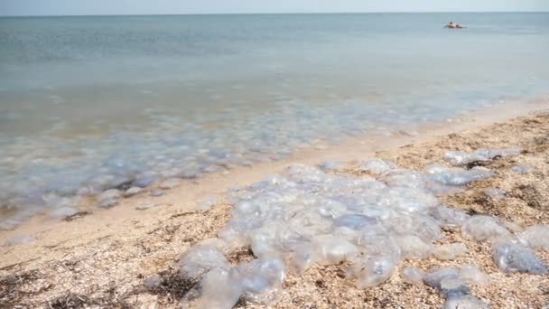 Oplzlé Mrtvé Želé Ryby Pokrývající Oblázkové Pobřeží Černého Moře Slunečného — Stock video
