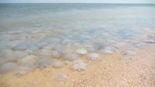 Pesky Dead Jelly Fishes Moving Yellowish Black Sea Waters Sunny — Stock Video