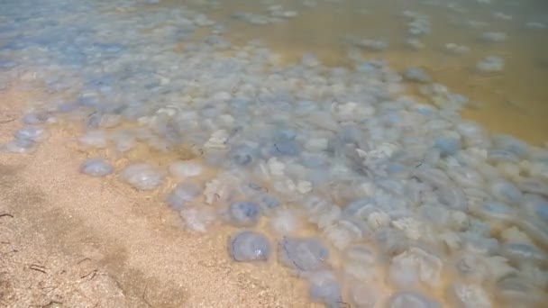 Multitude See Jelly Fishes Swimming Yellowish Black Sea Waters Sunny — Stock Video