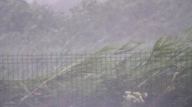 Sonbaharda bir nehir kıyısında, yağmurlu rüzgarın esintileri altında sallanan yüksek yataklar, sulak arazi ve ağaçlarla kaplı bir nehir kıyısındaki güçlü bir yağmur fırtınasının rüzgarları altında sallanan yeşil sazlar ve bastonların heyacan verici manzarası. Zor görünüyor..