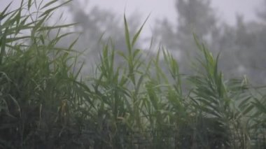Nehir yeşili bastonlar, sonbaharda yağmurlu bir havada rüzgarın altında sallanıyor. Nehrin yeşil baston ve lağımlarının etkileyici görüntüsü, yağmurlu ve sisli bir sonbaharda, yavaş çekimde rüzgarın esintileri altında sallanıyor. Rahatlatıcı görünüyor.