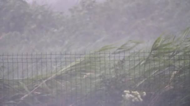 Wysokie Grzbiety Kołyszące Się Pod Deszczowym Wiatrem Brzegu Rzeki Jesienią — Wideo stockowe