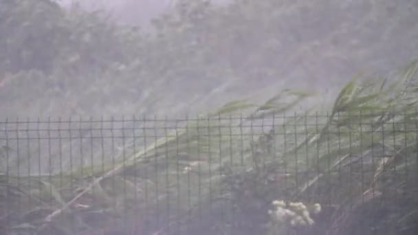 Höga Sjöar Svajar Regnblåsten Flodstrand Hösten Spännande Utsikt Över Gröna — Stockvideo