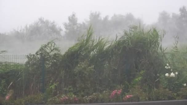 Grüne Stöcke Wehen Unter Den Schlägen Des Regensturms Einem Flussufer — Stockvideo