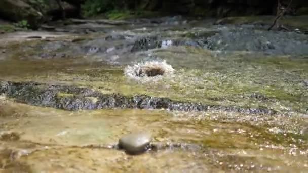 여름에는 카르파티아 산맥의 강에서 튀기는 여름철의 카르파티아 산맥의 웅덩이에서 장난스럽게 — 비디오
