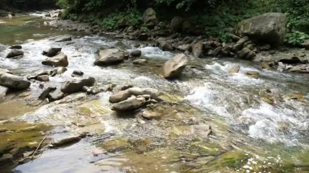 Surowe Wody Rzeczne Karpatach Pokryte Wysokimi Zielonymi Jodłami Uderzający Widok — Wideo stockowe