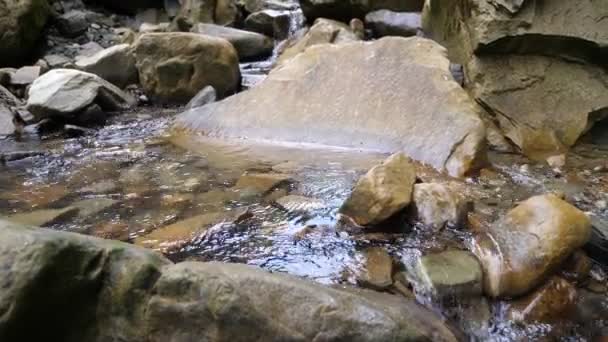 Águas Brilhantes Córrego Montanha Dos Cárpatos Dia Ensolarado Verão Vista — Vídeo de Stock