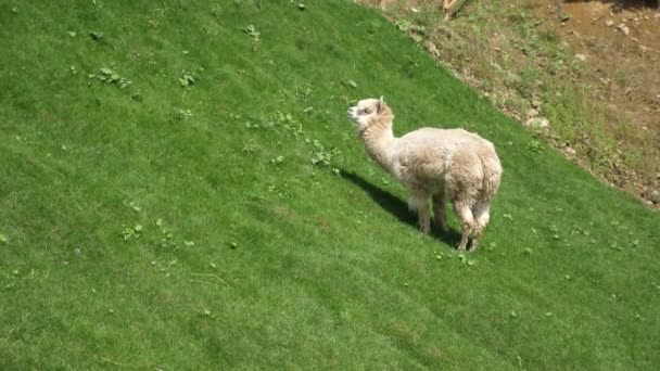 Süßes Weißes Junges Lama Blickt Auf Und Weidet Sommer Berghang — Stockvideo