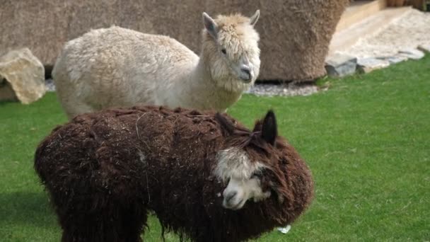 Fröhliche Und Pelzige Lamas Fressen Futter Auf Einem Grünen Rasen — Stockvideo