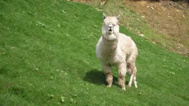 Verspieltes Weißes Junges Lama Das Auf Einem Grünen Rasen Mit — Stockvideo