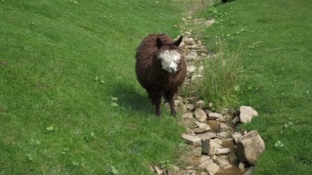 Droll Lama Marrom Branco Vagando Gramado Verde Com Seixos Verão — Vídeo de Stock