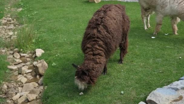 Fröhliche Und Pelzige Lamas Pflücken Futter Auf Einem Grünen Rasen — Stockvideo