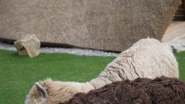 Lustige Und Pelzige Lamas Suchen Nahrung Auf Einem Grünen Rasen — Stockvideo