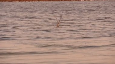 Martı sudan çıkmış bir balık çeker