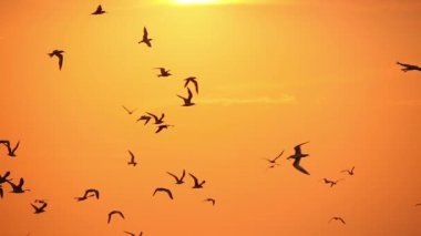 Martılar gökyüzü günbatımı 2