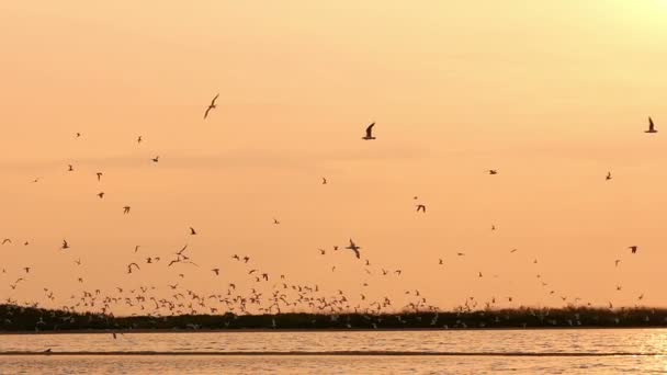 海鸥在河上的日落时天空 — 图库视频影像