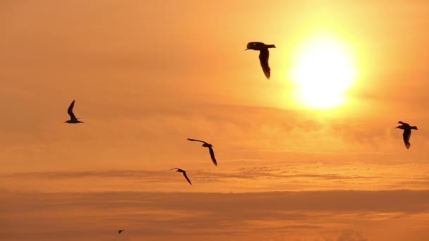 Möwen am Himmel bei Sonnenuntergang 1 — Stockvideo