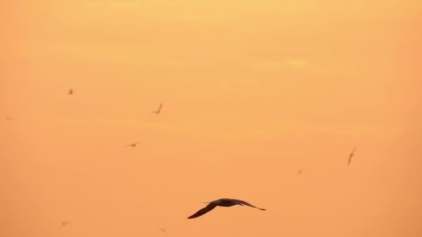 Gaviota en el cielo al atardecer sobre el río, cámara lenta — Vídeo de stock