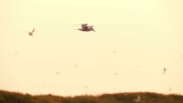 Чайки в небе на закате — стоковое видео
