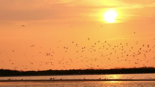 Flock of seagulls in the sky at sunset over the river — Stock Video