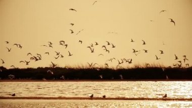 Martılar Nehri 1 gün batımında gökyüzünde sürüsü
