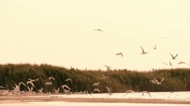 Martılar Nehri 2 gün batımında gökyüzünde sürüsü