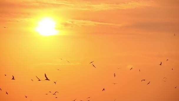 Gaivotas no céu ao pôr do sol, câmera lenta 1 — Vídeo de Stock