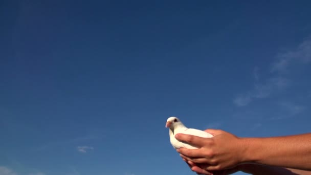 Woman lets out pigeon into the sky — Stock Video
