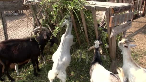 Koza jedzenia trawy na farmie — Wideo stockowe