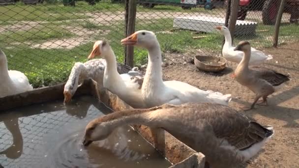 Ganzen op de boerderij — Stockvideo