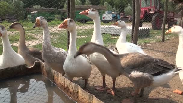 Gänse auf dem Bauernhof — Stockvideo