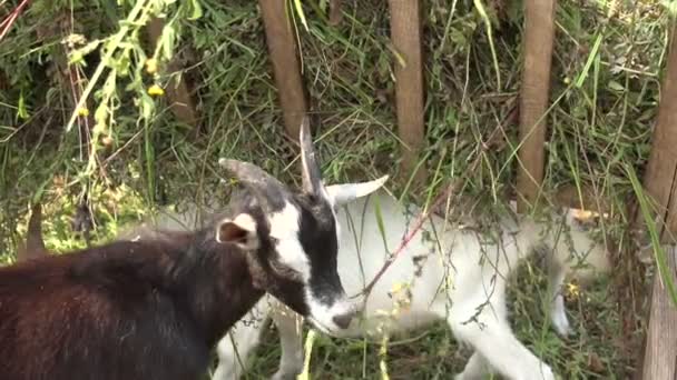 Caprinos comendo grama na fazenda — Vídeo de Stock