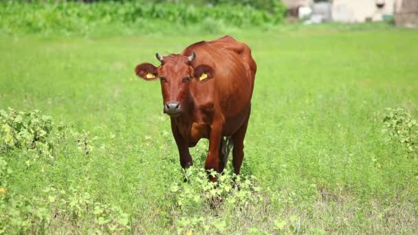 Vache broutant par une journée ensoleillée dans le champ — Video