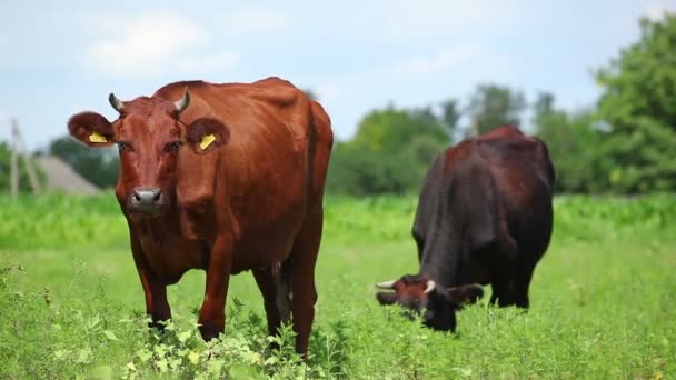 Vaca pastando em um dia ensolarado — Vídeo de Stock