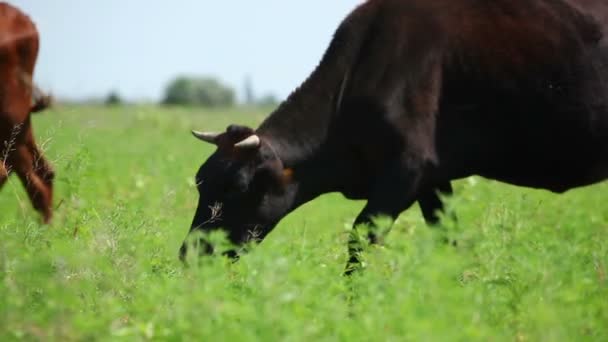 Kor betar på en gård — Stockvideo